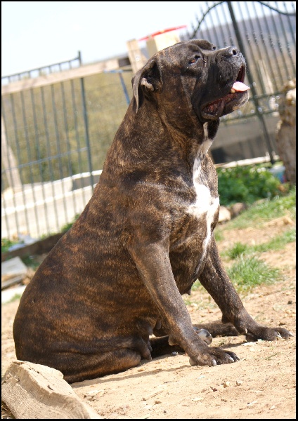 Boxy (dit bobo) des Gardiens des Ifs