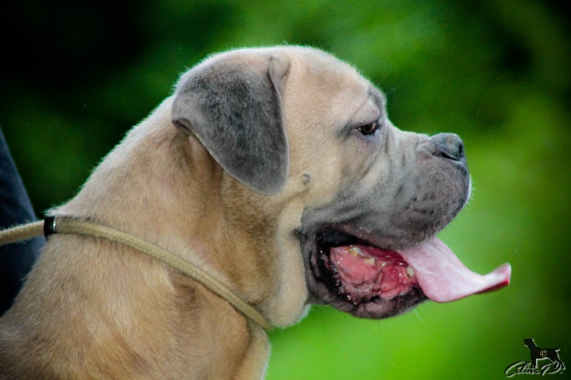 Fatal beauty du domaine de la Goupillère