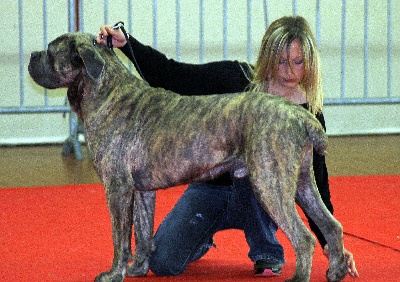 du domaine de la Goupillère - CACIB Angers